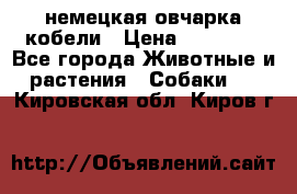 немецкая овчарка кобели › Цена ­ 25 000 - Все города Животные и растения » Собаки   . Кировская обл.,Киров г.